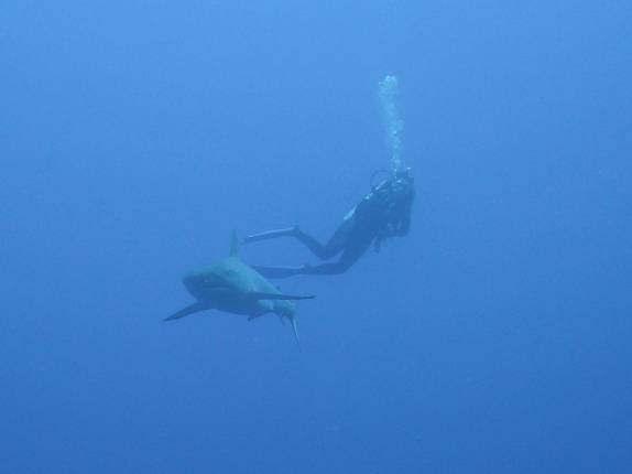Encontro com tubarões em Half Moon Wall, perto do Blue Hole, na grande barreira de corais de Belize
